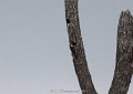 Red-bellied Woodpecker nest cavity